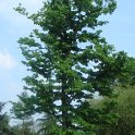 Tilia americana